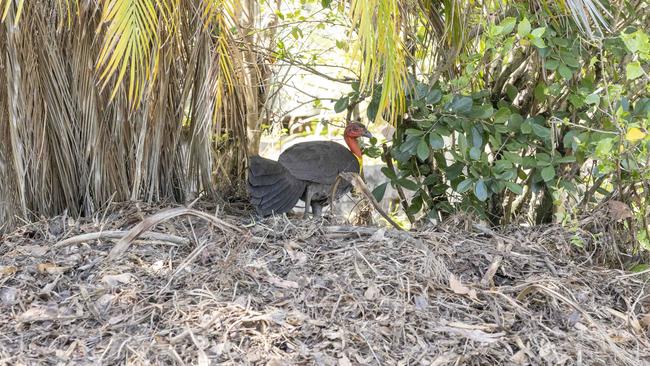 Brush turkey making itself at home in Lazenby Street, McDowall. Picture: Richard Walker