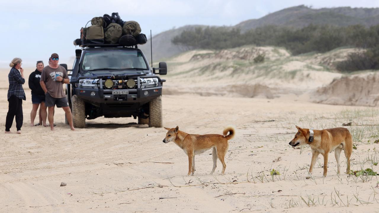 Brazen dingoes at Eli Creek interacting with humans. Picture: Liam Kidston