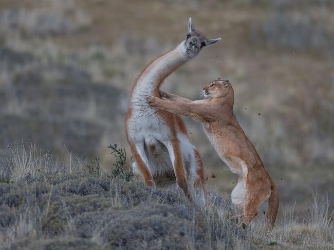 The Equal Match by Ingo Arndt. The image shows a puma in Patagonia attacking its prey, which was caught on camera by Frankfurt-born photographer Arndt. Picture: Ingo Arndt/ Wildlife Photographer of the Year