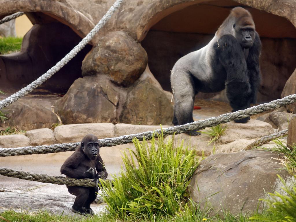 Kaius’ dad is an impressive 220kg silverback who now protects his toddler. Picture: Sam Ruttyn