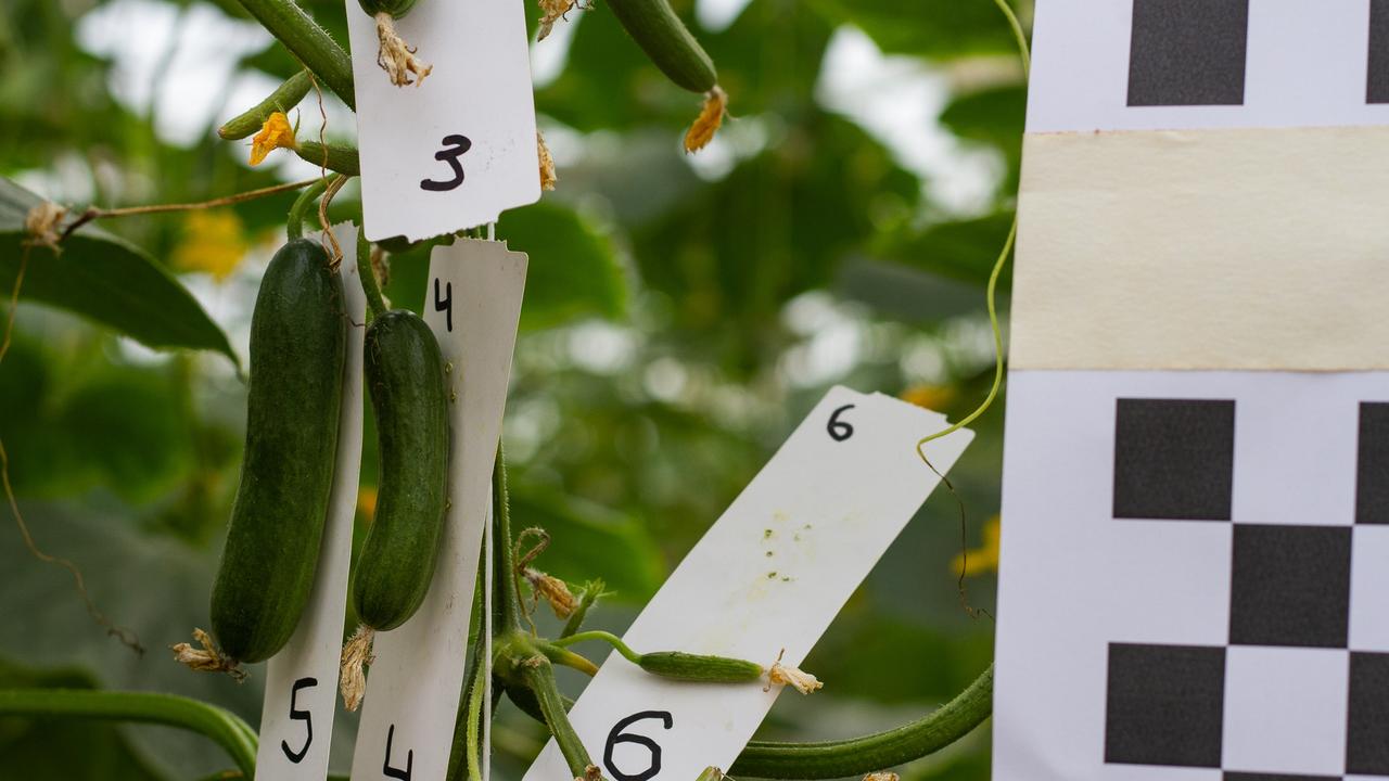 Hand taken field measures were compared against an A.I. based software programed to measure and chart cucumber growth.