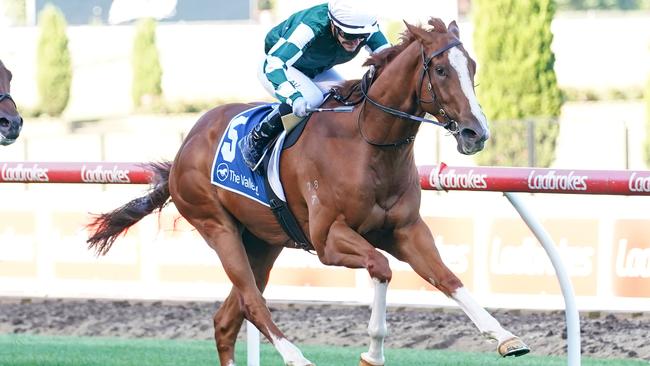 Yulong Command was a winner the last time he raced at The Valley and will be out to repeat that feat on Friday night. Picture: Scott Barbour