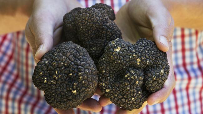 Truffles are a highly sought-after delicacy. Picture: CHRIS KIDD