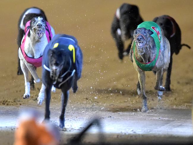 Greyhound racing at Sandown Park. Race 4. Picture: Jay Town