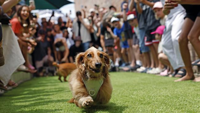 One of the doggy entrants competing in the Bucketty's Brewing Co Dachshund Races. Picture: Richard Dobson