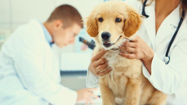 Vet bills are notoriously expensive, with Australians spending $4.7 billion on vet visits in 2022.