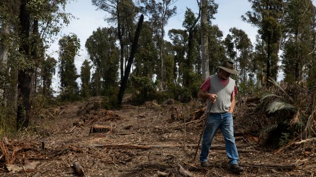 South Brooman resident Bob Chapman surveys an area of logged forest in the Brooman State Forest. Picture: Nathan Schmidt