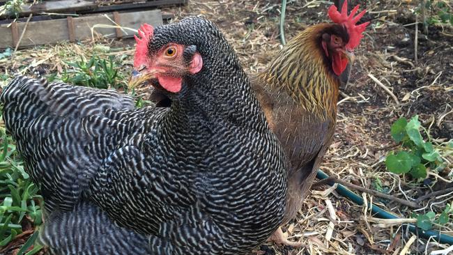 Fair days and fowl: bald chooks chart seasons out of kilter | The ...