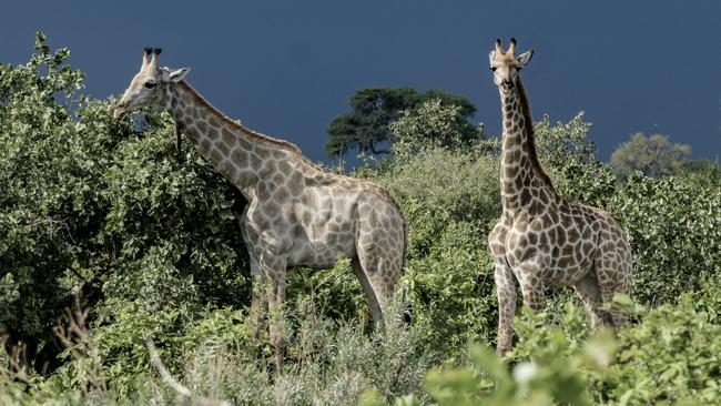 Giraffes at Safari Savute, Botswana. Photo: Mark Goldstein