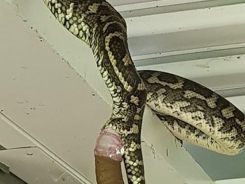 People are losing their minds over this photo of a snake defecating. Picture: Facebook / Sunshine Coast Snake Catchers