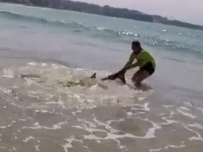 Karl attempts to rescue the shark by taking it out to sea. Picture: Kristin Rogers.