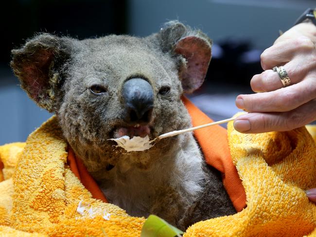 A burnt koala who was rescued from the recent fires. Picture: Nathan Edwards