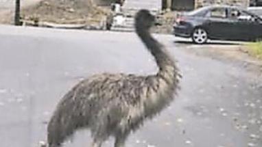 Escaped emu calmed with pear