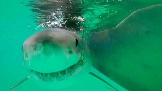 A great white shark being tagged off Coffs Harbour. Picture: DPI