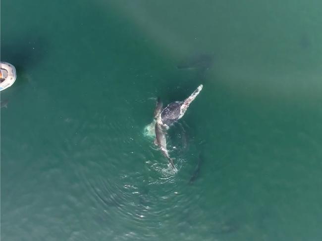 All sightings of stranded marine life in Queensland, including whales, should be reported immediately to DES on 1300 130 372, or to the relevant council.