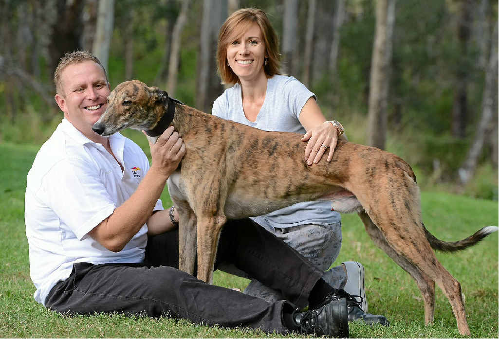 $595,000 Glen Gallon is greatest greyhound in the world | The Courier Mail