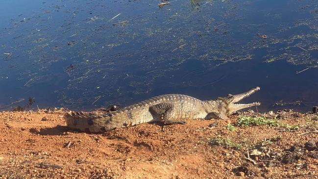 Crocodile spotted at Fog Dam. Picture: Sulav Pant