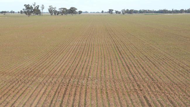 Piece of the puzzle: Lawson Grain’s Grassmere at Urana in southern NSW.