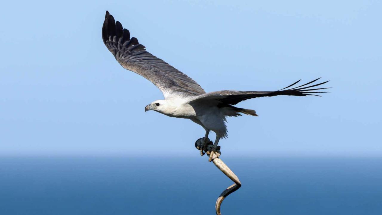 White-bellied sea eagle captures a huge sea snake. Picture: Glen Vidler.