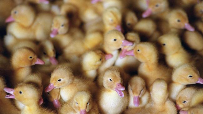 Art began buying ducklings to supply meat to his father.