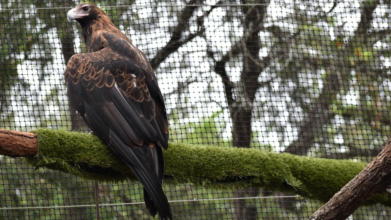 Wedge-tailed eagles are native to Australia. Picture: Ebony Graveur