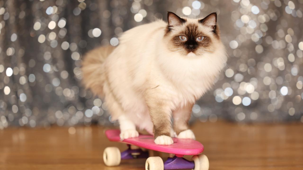Adele the cat who’s never ‘board’ with skating