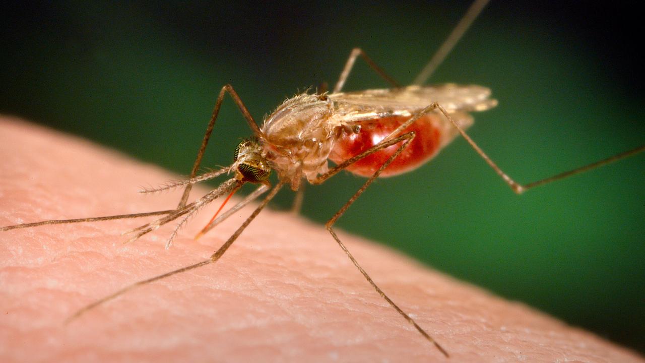 In this 2005 photo made available by the University of Notre Dame via the CDC, an Anopheles funestus mosquito takes a blood meal from a human host. The quest for the world's first malaria vaccine appears to have taken a big step. The first results from a late-stage test in seven African countries were released 18/10/2011. They show the experimental shots cut the number of cases of malaria in half in young children. In Africa, the major vectors for malaria are the Anopheles funestus and Anopheles gambiae.