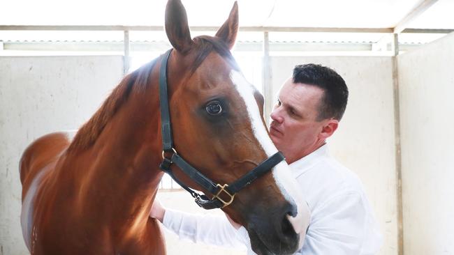 14/10/22: Everest Trainer Joe Pride with runner in tomorrowÃ¢â¬â¢s race Eduardo at his stables at Warwick Farm. John Feder/The Australian.