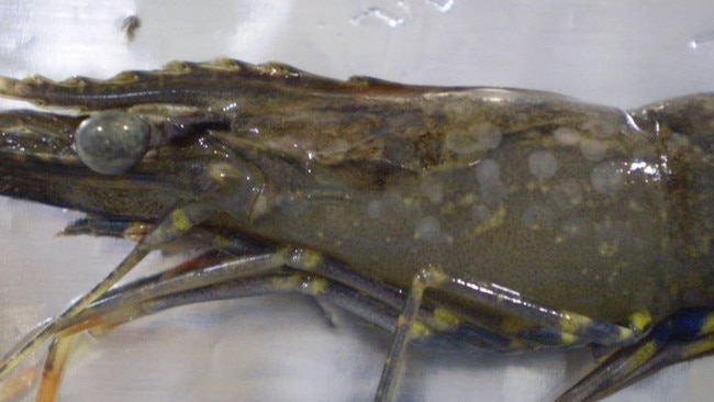 A prawn infected with white spot disease.