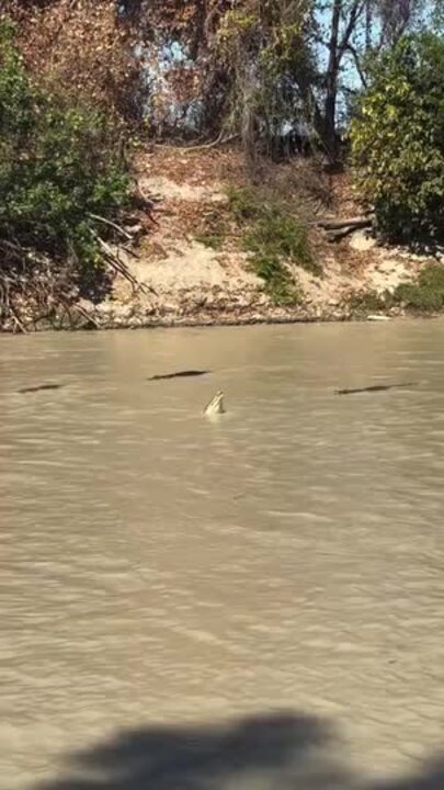 Monday morning traffic, Northern Territory style