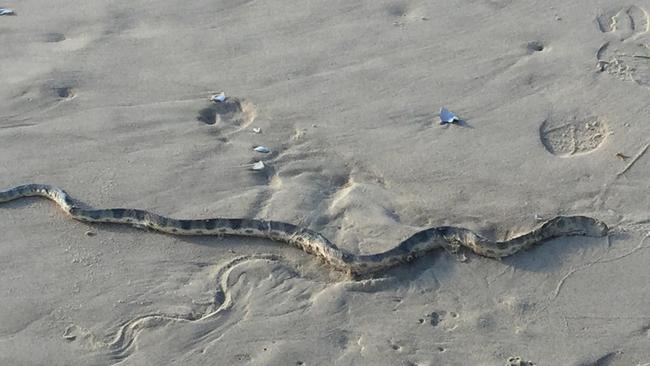 Watch out for this snake. Picture: Harris Noy