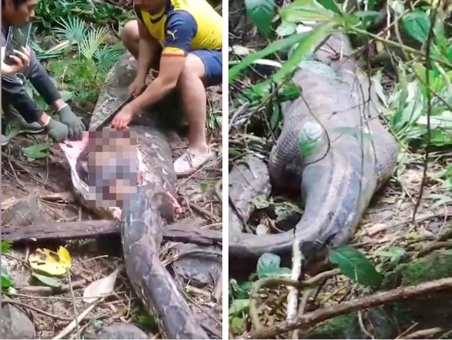 Missing mum found in python’s belly