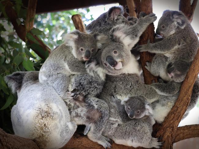 Koala's having a Group hug  at Lone Pine Koala Sanctuary PicAkane HataiAkane