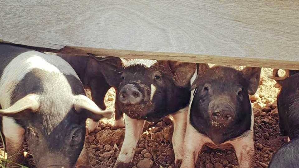 Some the little piggies at Hidden Gold Homestead. Picture: Hidden Gold Homestead Facebook