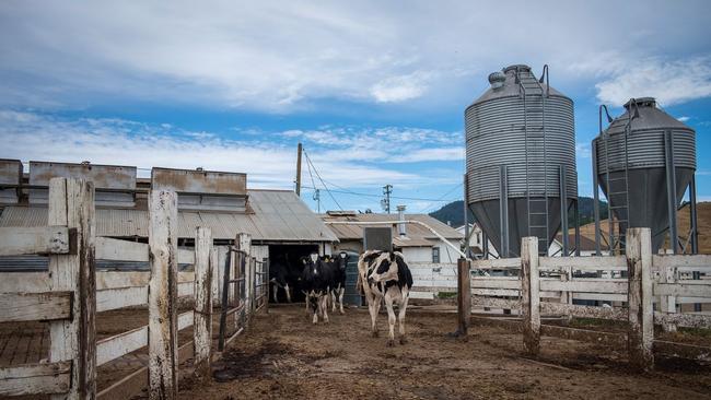 Dairy cows at a California ranch. Picture: Bloomberg