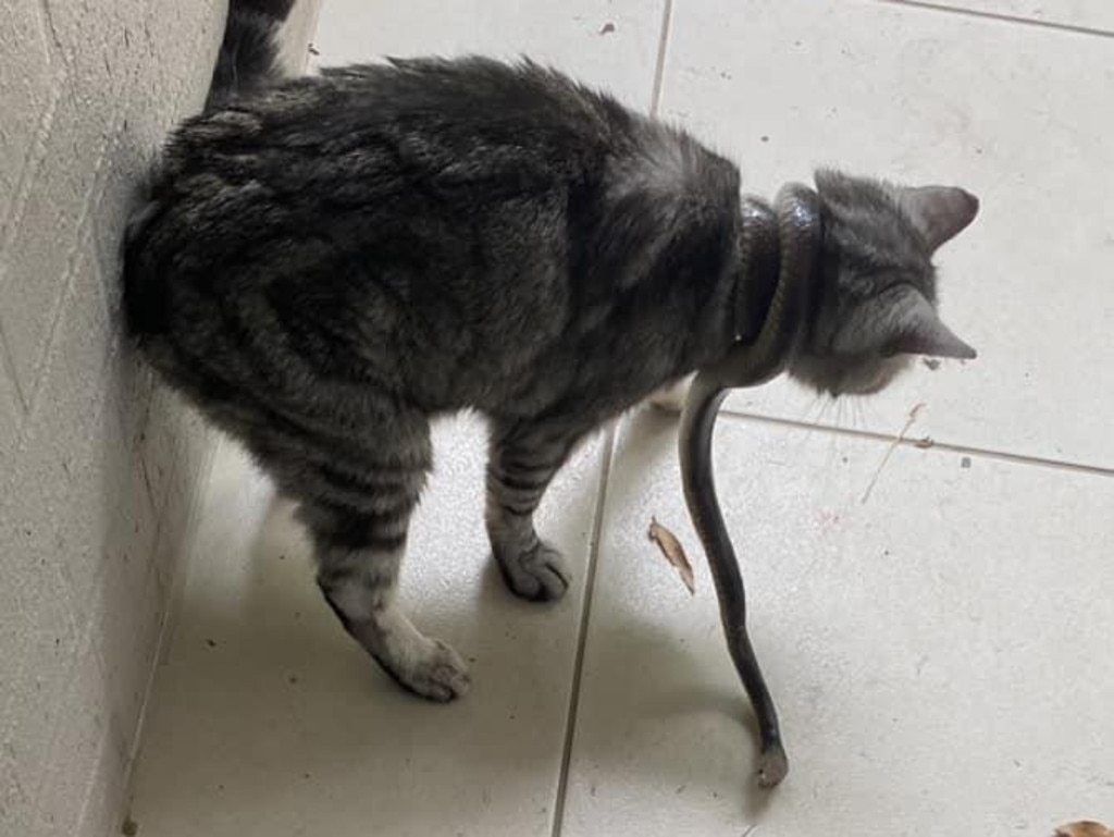 Rebecca Daynes managed to take a picture before removing the snake from her cat. Picture: Rebecca Daynes