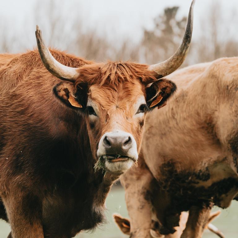 For Taurus, a two-year saga closes, leaving you wiser and more resilient. Picture: Ave Calvar/Unsplash