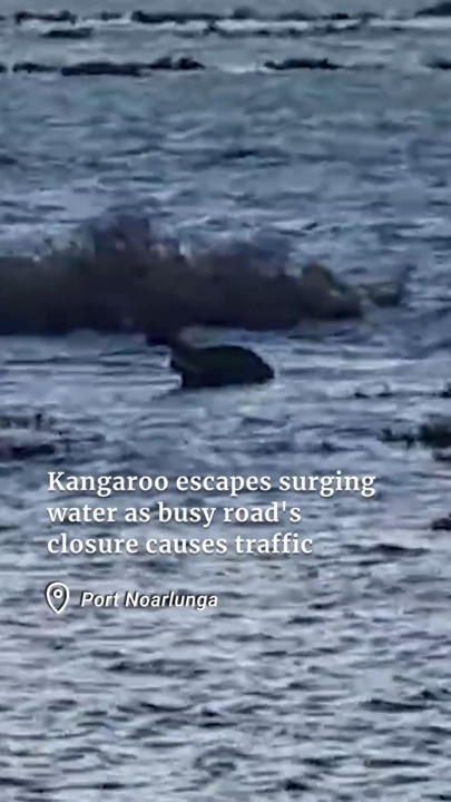 Kangaroo escapes surging water as key road closure causes major traffic