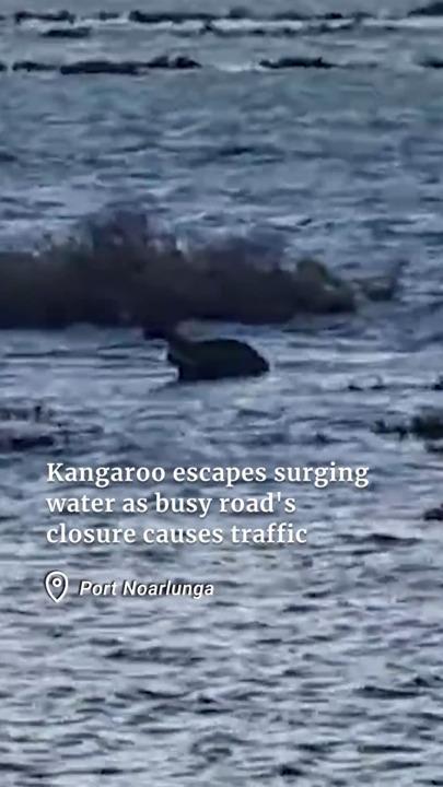 Kangaroo escapes surging water as key road closure causes major traffic