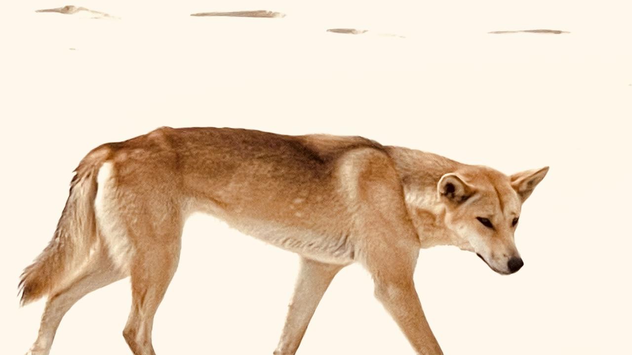 A child has been attacked by a dingo on K’gari.