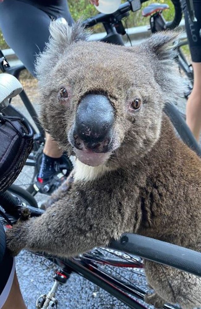 The koala was so desperate for water it quickly jumped up onto the bike of a South Australian cyclist. Picture: bikebug2019/Instagram