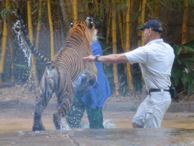 Channel 7 footage of the tiger attack.