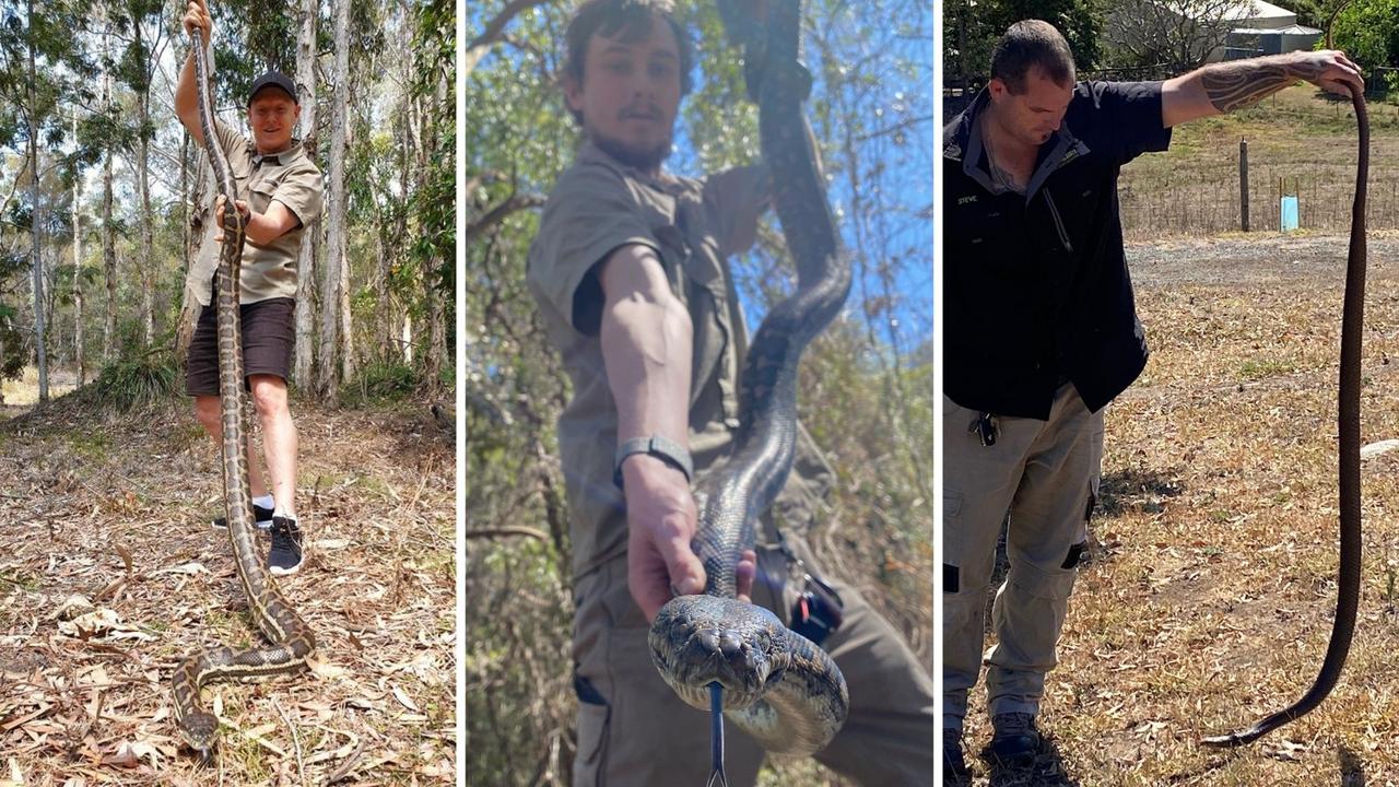 Brisbane, Moreton Bay snake hotspots revealed by suburb: Full list, map ...