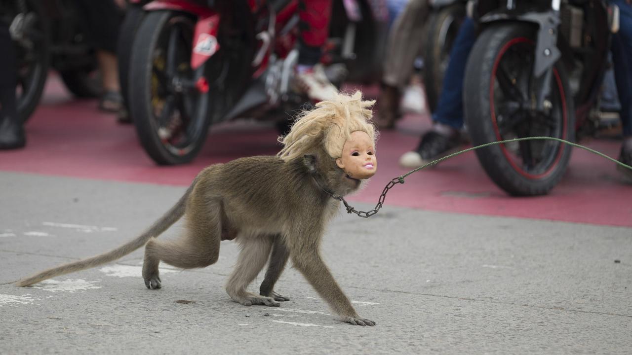 Baby macaque monkeys for sale at Denpasar Bird Market (Pas…