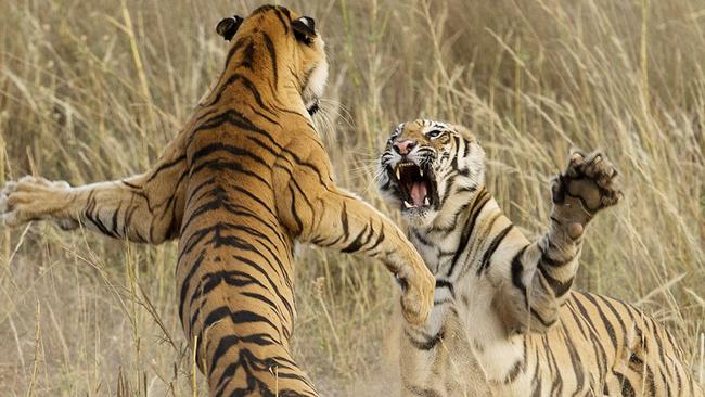 Must not publish until midnight Saturday 20th December MUST CREDIT PHOTOGRAPHER AND INCLUDE CAPTION AND PROMOTE 2014 National Geographic Photography Contest Honorable Mention Nature Photo and caption by Archna Singh /National Geographic 2014 Photo Contest “Muscle Power” This playful fight amongst two young sub adult Tigers was indeed a brilliant life time opportunity that lasted exactly 4-5 seconds. The cubs were sitting in the grass as dusk approached when suddenly one of them sneaked up behind the other and what happened next is captured in this image. Location: Bandhavgarh National Park, Madhya Pradesh, India This playful fight amongst two young sub adult Tigers was indeed a brilliant life time opportunity, that lasted exactly 4-5 seconds. The cubs were sitting in the grass as dusk approached when suddenly one of them sneaked up behind the other and what happened next is captured in this image. This playful fight amongst the siblings is what prepares them for their survival in the wild. The sheer power of the Tiger is beautifully captured in this image and portrays the sheer muscle power that these magnificent cats possess. May 5th, 2014, Bandhavgarh National Park, Madhya Pradesh, India.