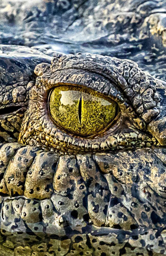 A croc keeps a keen eye on the photographer as they snap a close-up. Picture: Getty Images