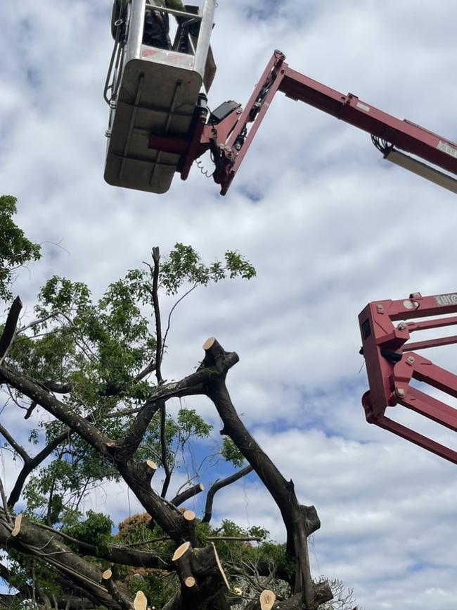 Beloved Freshwater fig tree gets the axe as Cairns Regional Council workers remove its branches. Picture: Yashee Sharma