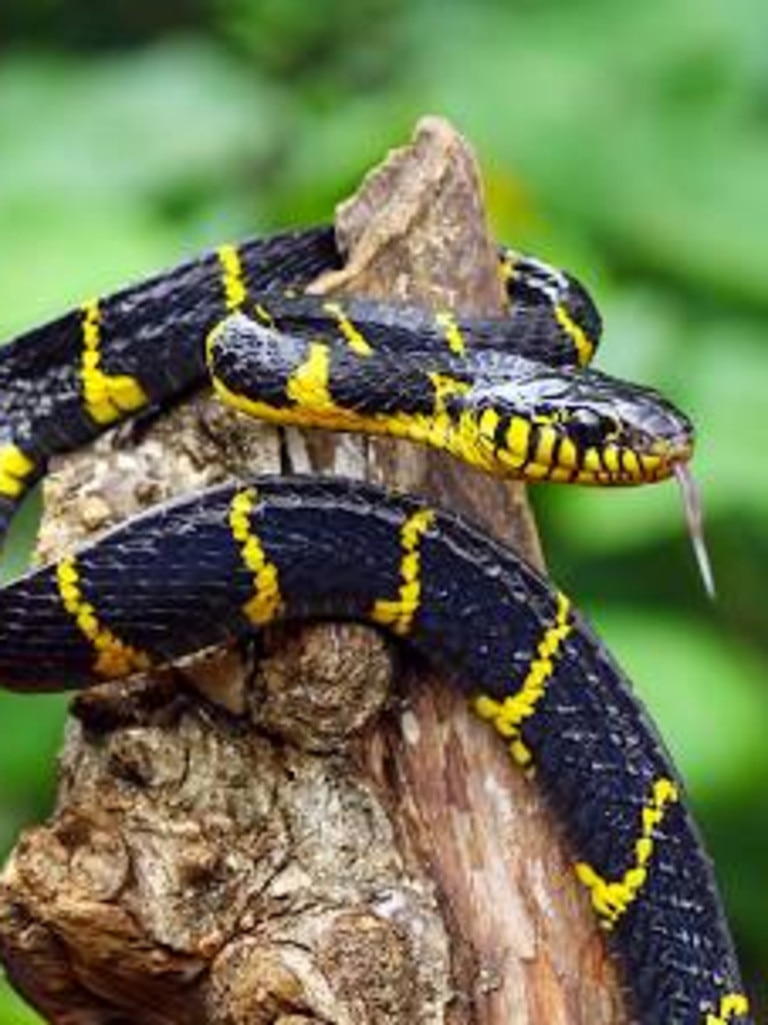 Mangrove snake  Smithsonian's National Zoo and Conservation Biology  Institute