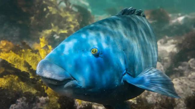 The community have called for better marine protection, more education, harsher penalties and clearer signage at Cronulla after blue groper was illegally killed. Picture: Supplied