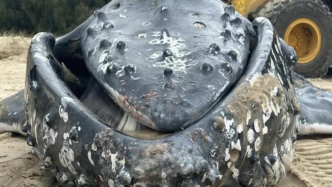 A whale has washed up dead on Fingal Head Beach in the Tweed on August 8, 2024. Picture: David Jaeger